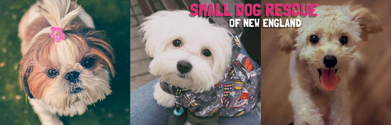 small dogs up for adoption