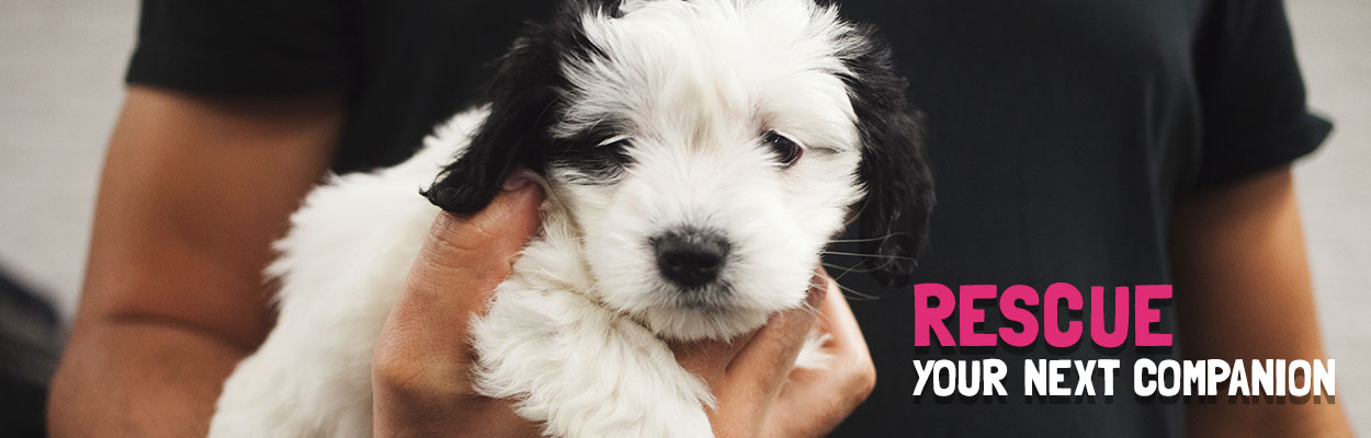 small dog breeds for adoption